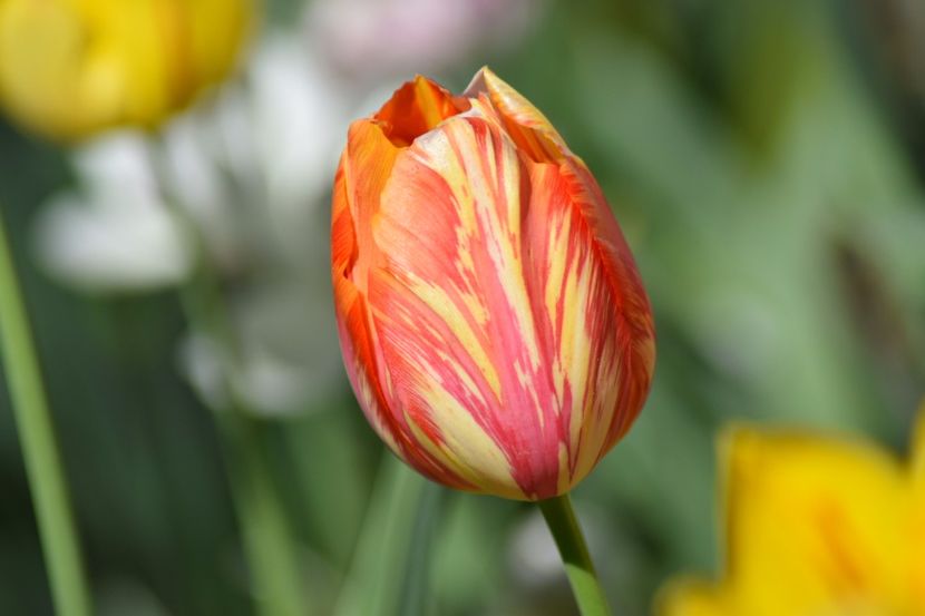  - Simfonia Lalelelor 2018