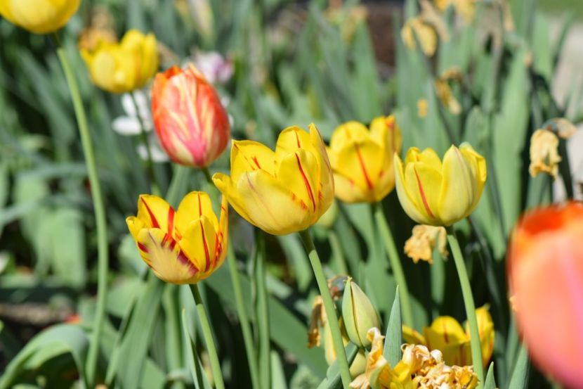  - Simfonia Lalelelor 2018