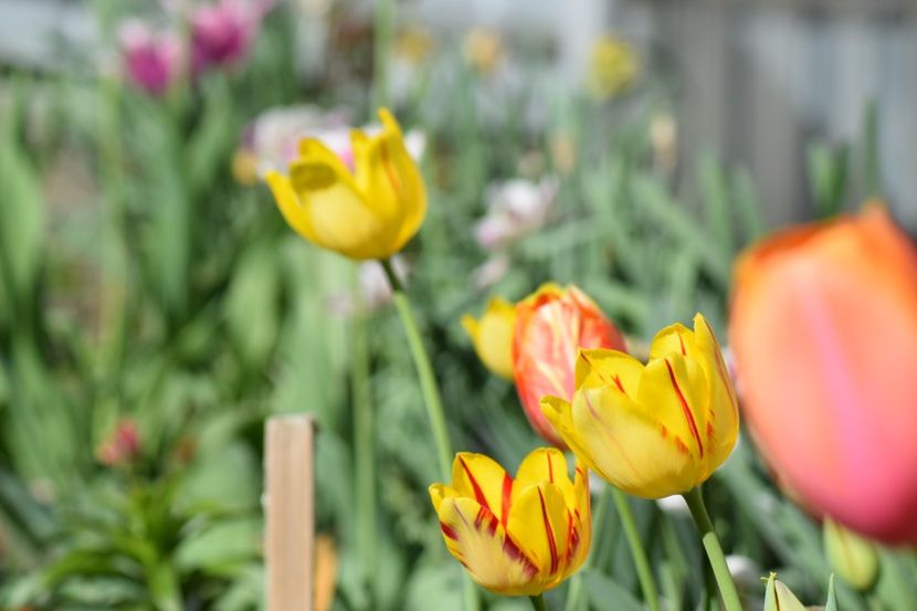  - Simfonia Lalelelor 2018