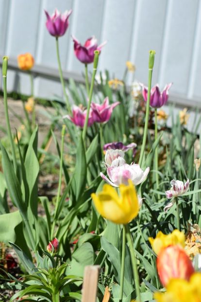  - Simfonia Lalelelor 2018