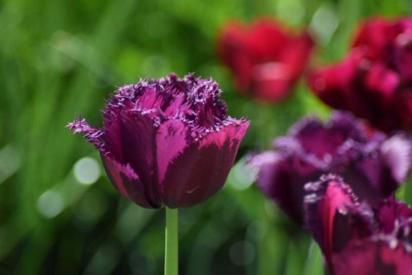  - Simfonia Lalelelor 2018