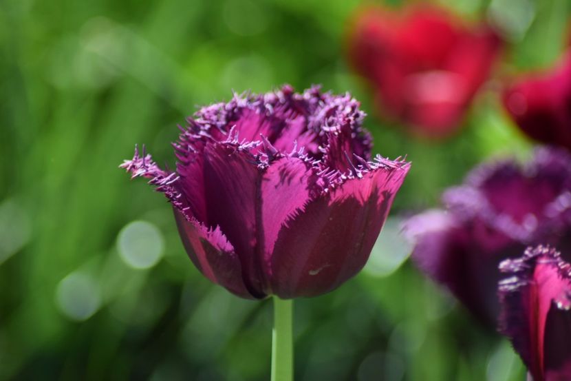  - Simfonia Lalelelor 2018