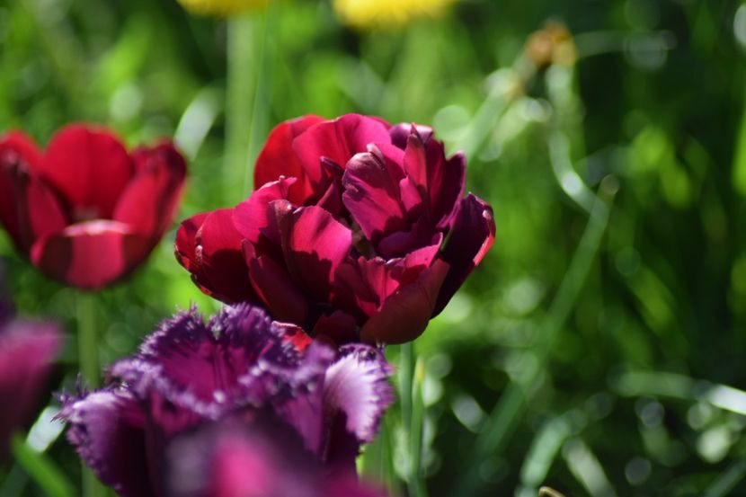  - Simfonia Lalelelor 2018