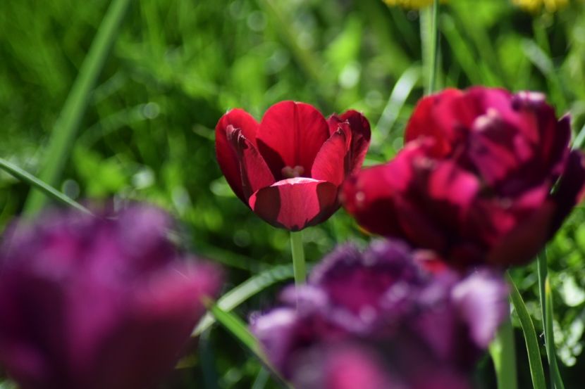  - Simfonia Lalelelor 2018