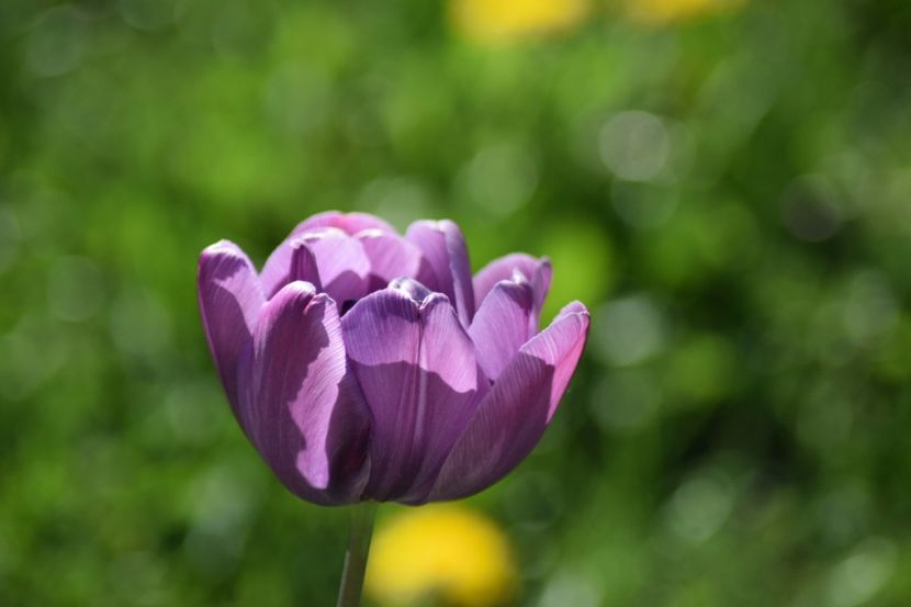  - Simfonia Lalelelor 2018