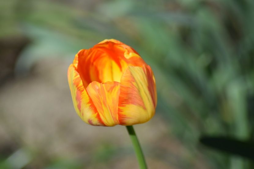  - Simfonia Lalelelor 2018