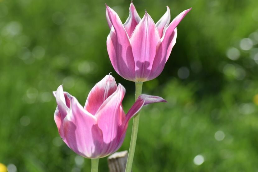  - Simfonia Lalelelor 2018