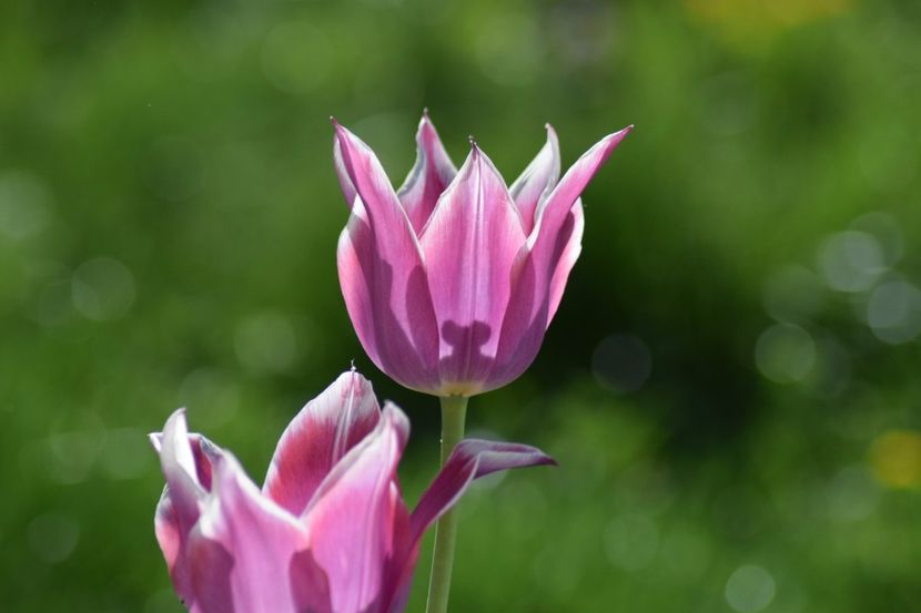  - Simfonia Lalelelor 2018