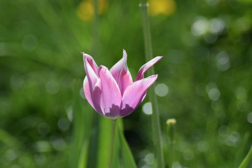  - Simfonia Lalelelor 2018