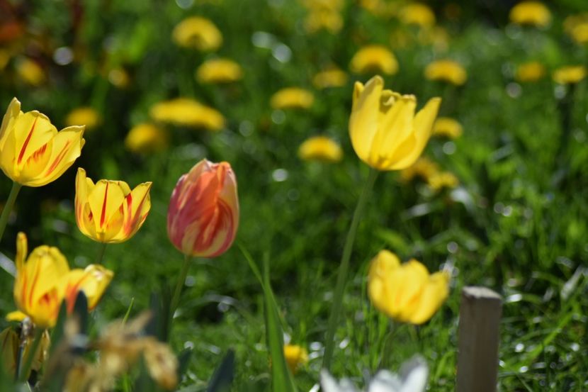  - Simfonia Lalelelor 2018