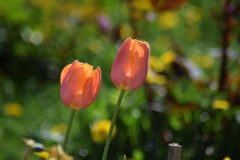  - Simfonia Lalelelor 2018