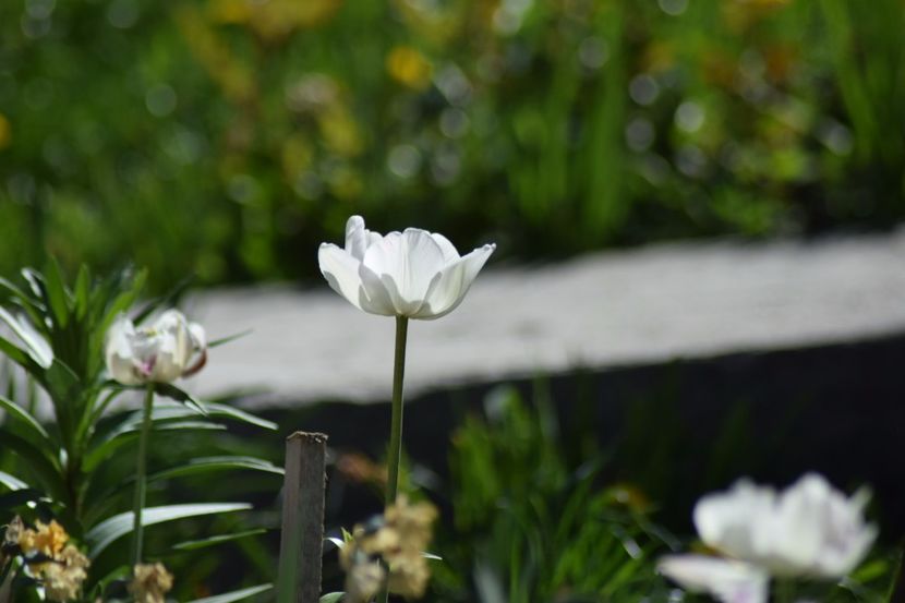  - Simfonia Lalelelor 2018