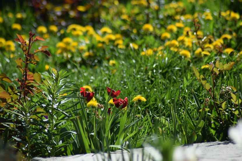  - Simfonia Lalelelor 2018