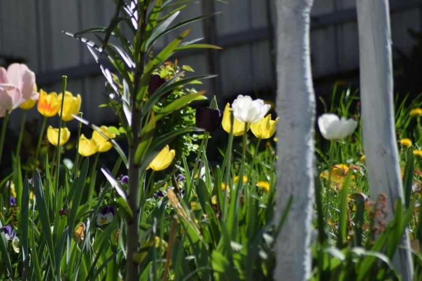  - Simfonia Lalelelor 2018