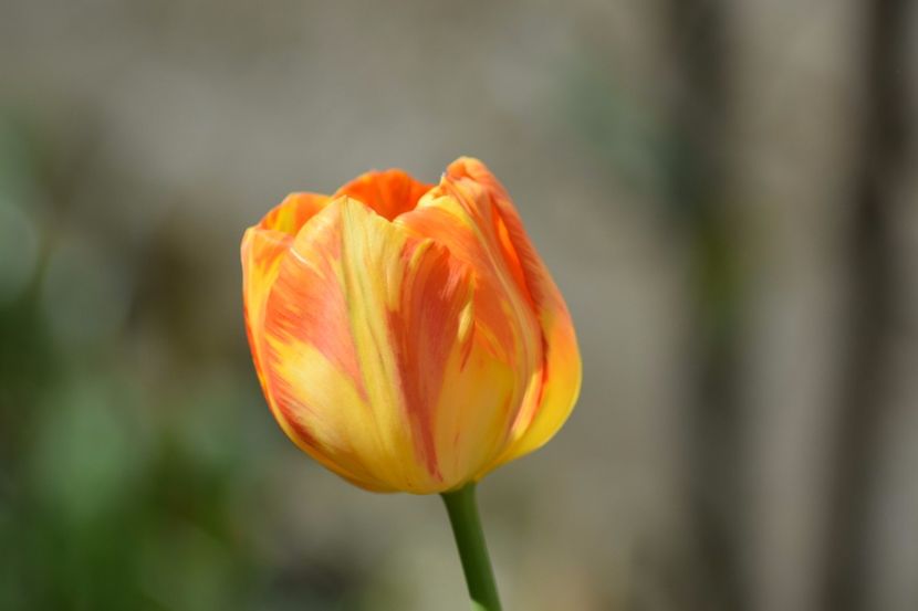  - Simfonia Lalelelor 2018