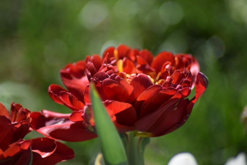  - Simfonia Lalelelor 2018