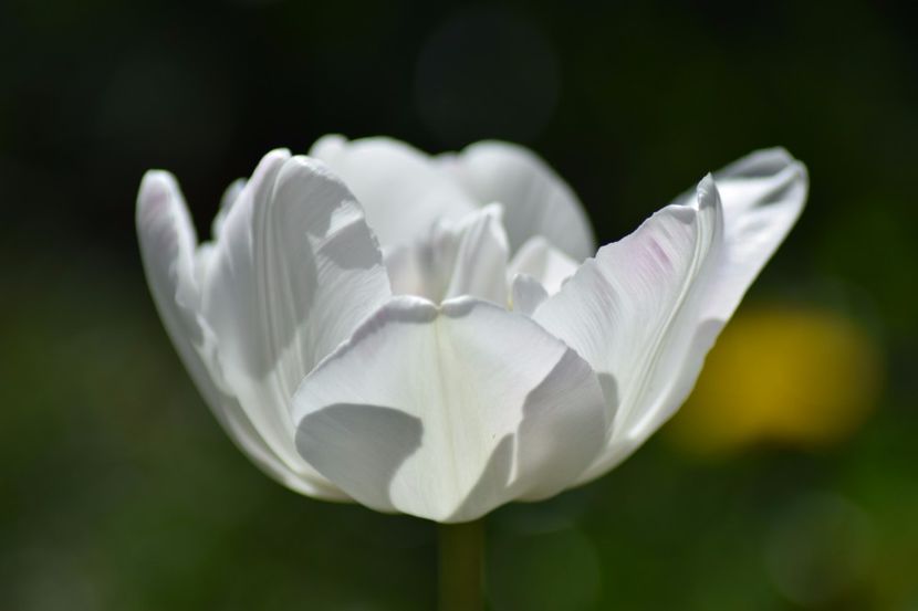  - Simfonia Lalelelor 2018