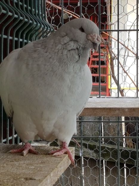 M-2013-8463 - 0-VRdF-2018