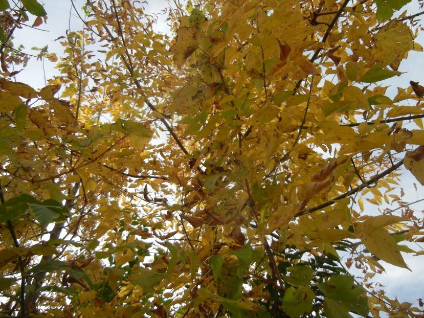 2017, October 15 - 10 Garden in October