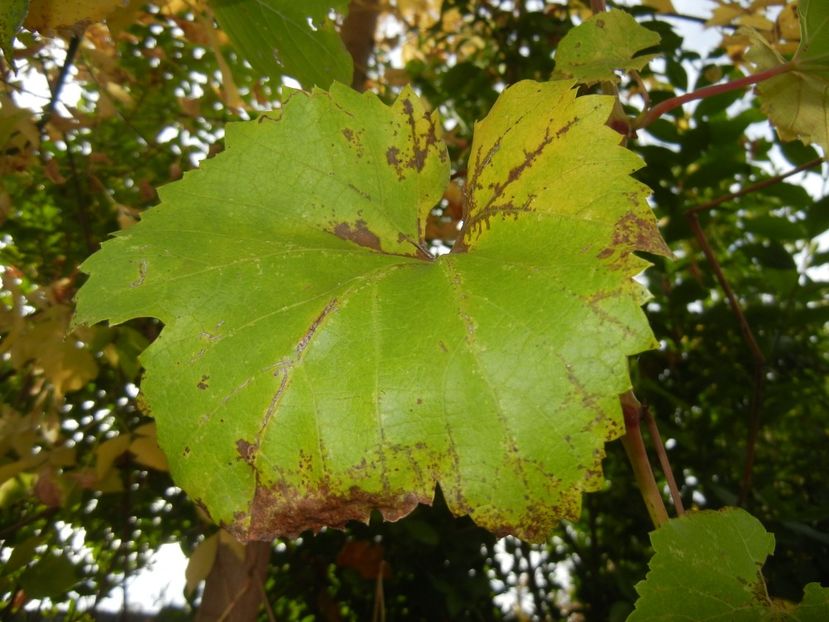 2017, October 15 - 10 Garden in October