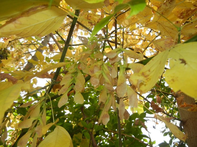 2017, October 15 - 10 Garden in October