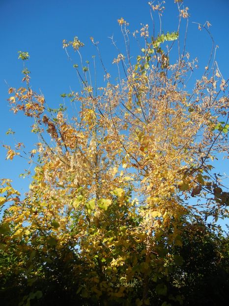 2017, October 17 - 10 Garden in October