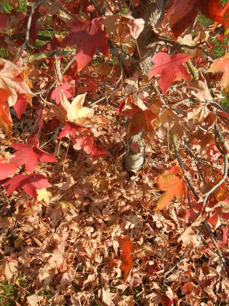 2017, October 21 - 10 Garden in October