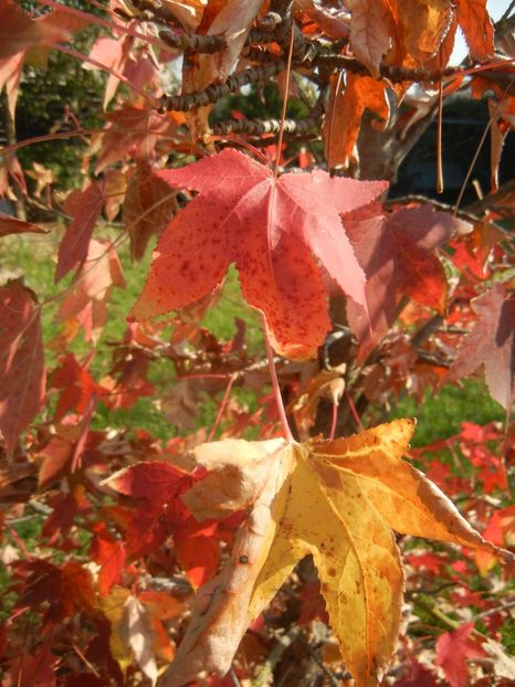 2017, October 21 - 10 Garden in October