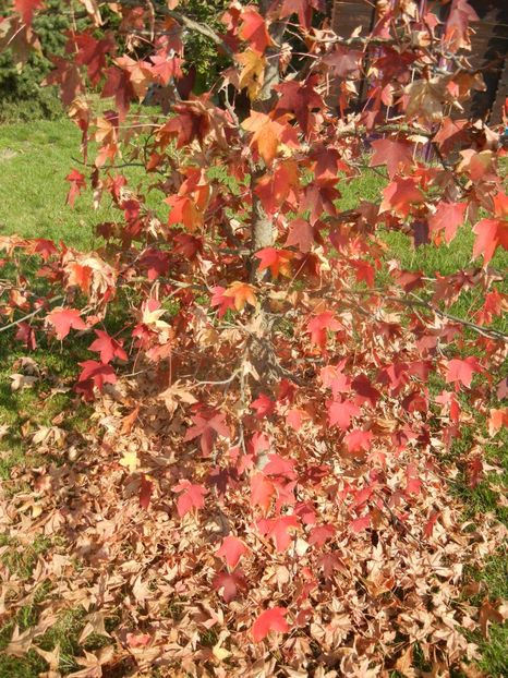2017, October 21 - 10 Garden in October