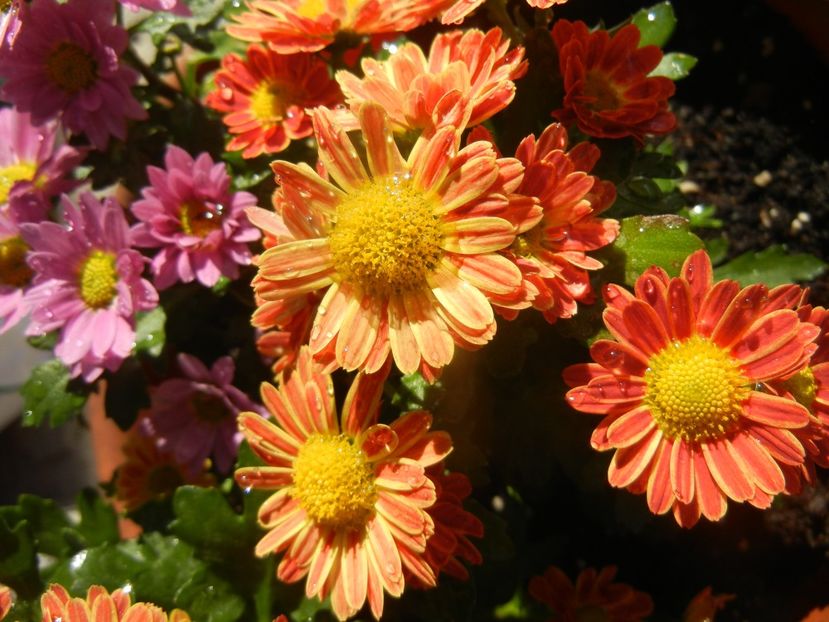 2017, October 21 - 10 Garden in October