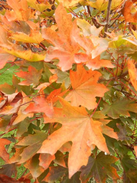 2017, October 23 - 10 Garden in October