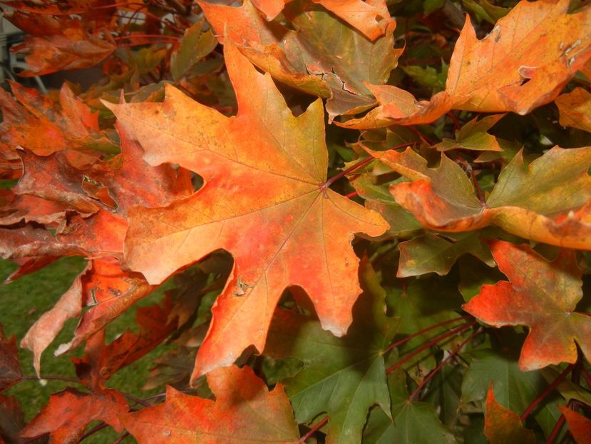 2017, October 23 - 10 Garden in October