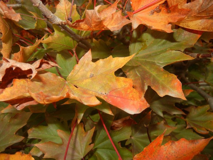 2017, October 23 - 10 Garden in October