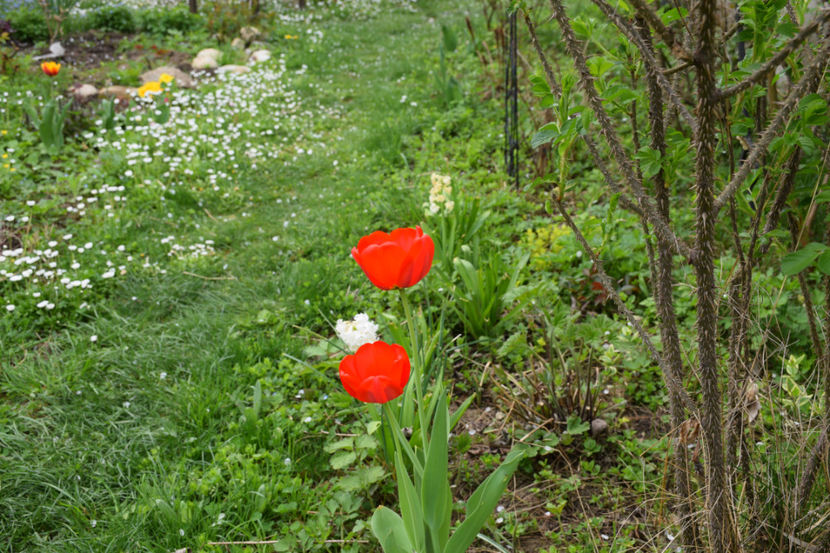 Red Granny - 2018_Idilic Garden_lalele