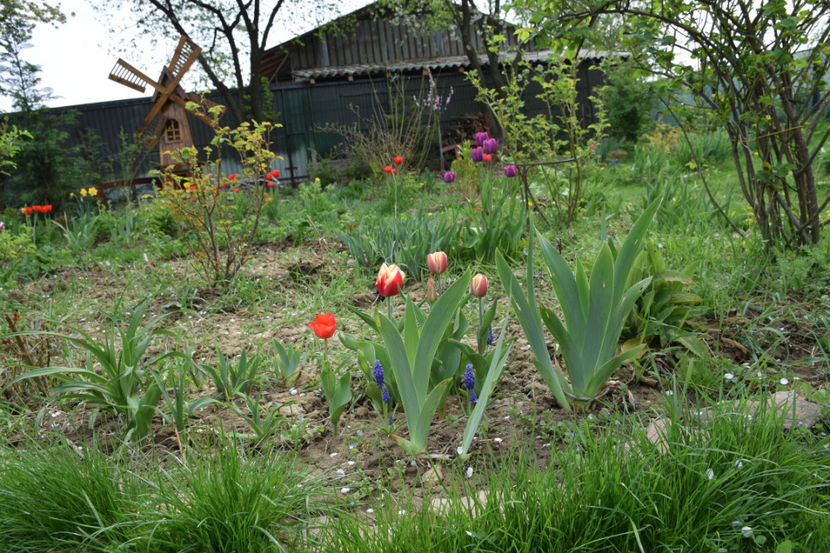  - 2018_Idilic Garden_lalele