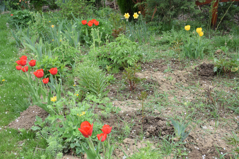 Red Granny - 2018_Idilic Garden_lalele