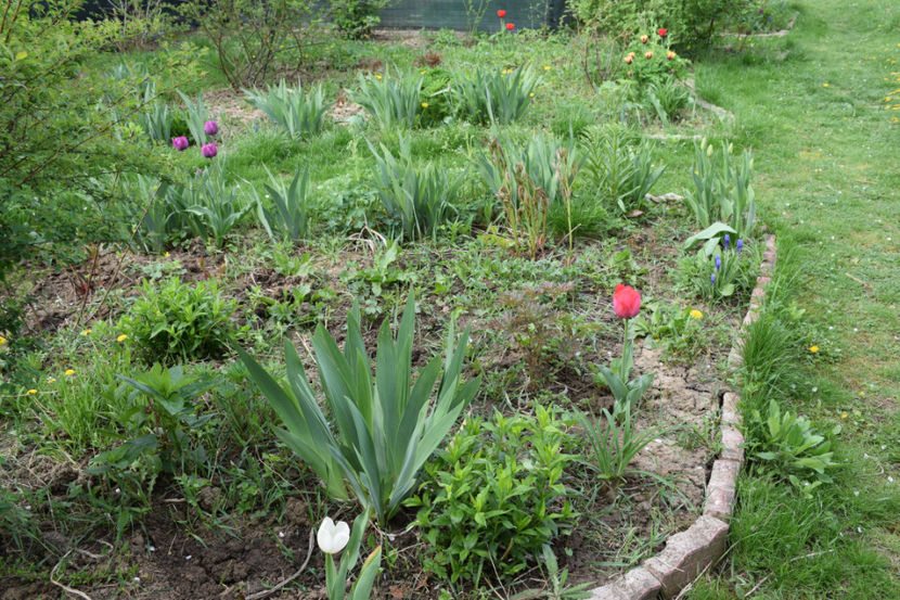 Spring - doar una ! - 2018_Idilic Garden_lalele