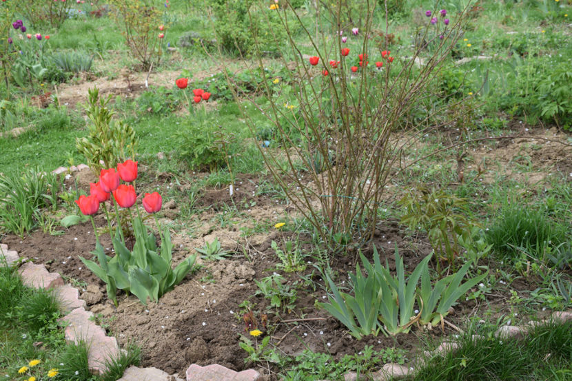 Spring - Anthesis - 2018_Idilic Garden_lalele