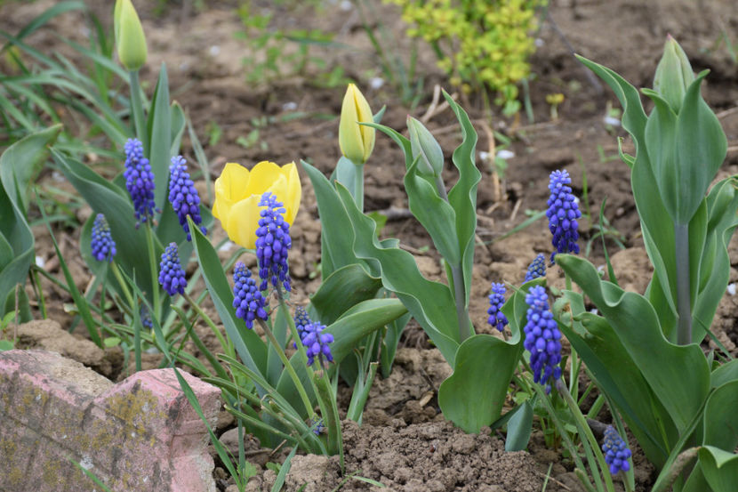 Yokohoma - 2018_Idilic Garden_lalele