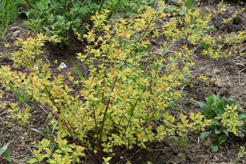 Spireea Gold Princess - 2018_Idilic Garden_lalele