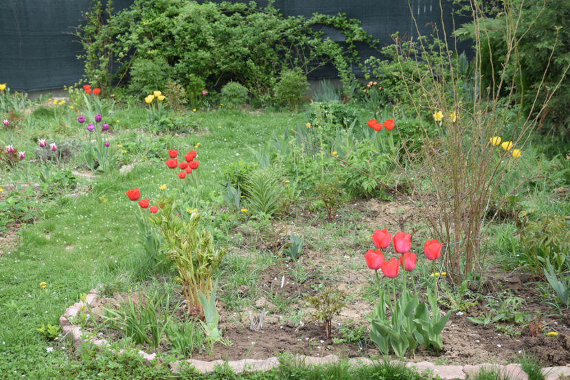 Spring - 2018_Idilic Garden_lalele