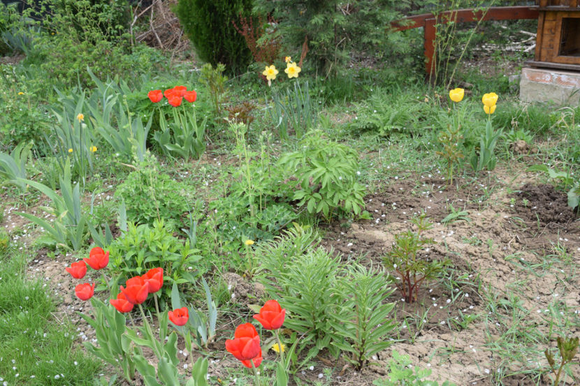 Red Granny si Red Apeldorn - 2018_Idilic Garden_lalele