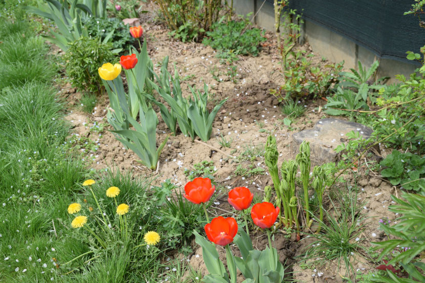 Red Apeldorn si Yellow Apeldorn - 2018_Idilic Garden_lalele