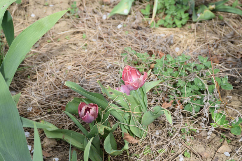 Cu cuib de viespi la radacina - 2018_Idilic Garden_lalele