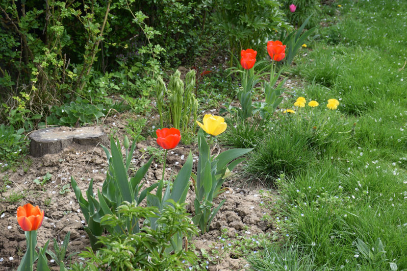 Elite Apeldorne, Red Apeldorn, Yellow Apeldorn - 2018_Idilic Garden_lalele