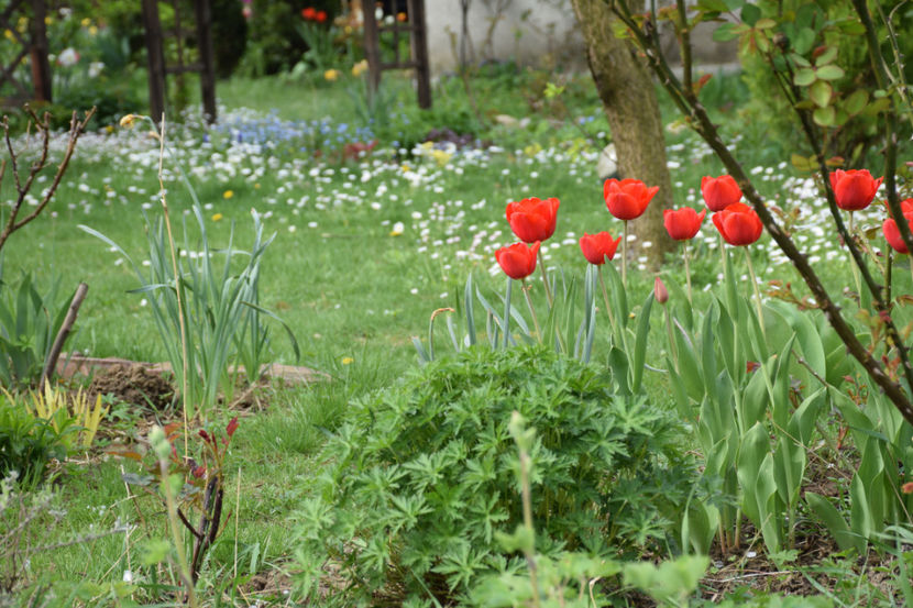 Red Granny - 2018_Idilic Garden_lalele