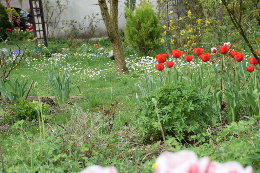  - 2018_Idilic Garden_lalele
