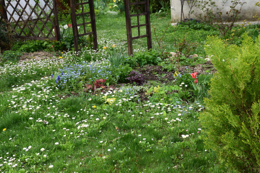  - 2018_Idilic Garden_lalele