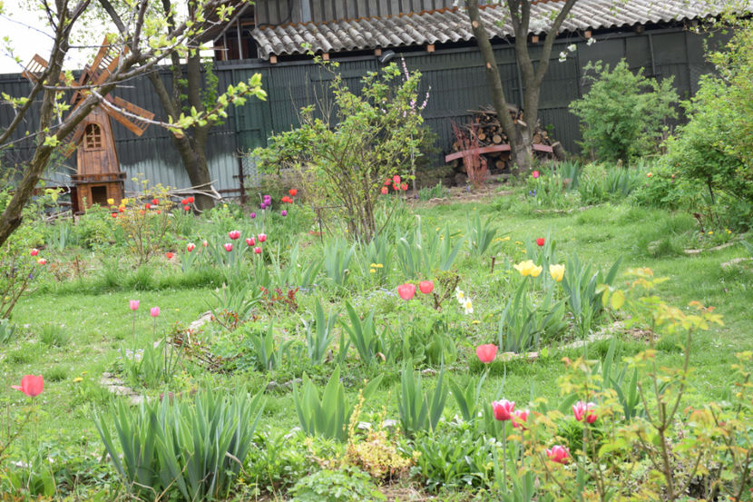  - 2018_Idilic Garden_lalele