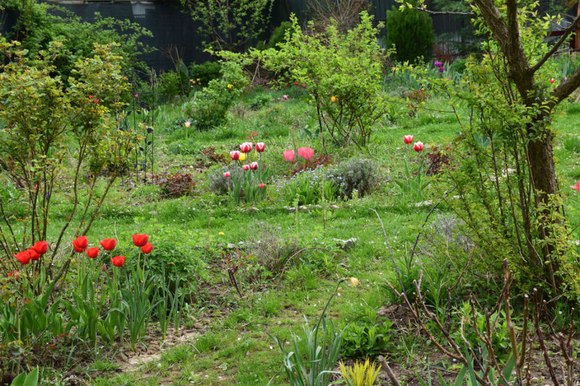 Red Granny - 2018_Idilic Garden_lalele